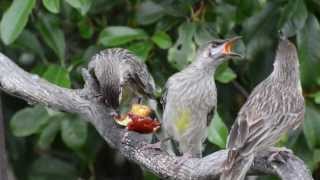 Red Wattle Bird Family [upl. by Ait]