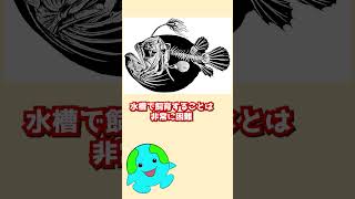 水族館で飼育できない生物【チョウチンアンコウ】shorts 生物 動物 [upl. by Atilam]