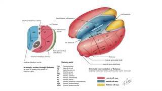 Tálamo Anatomía y función [upl. by Ahtelra]