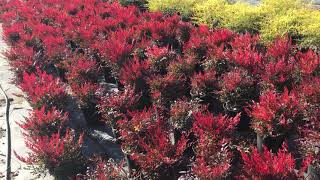 Nandina domestica ‘Gulfstream’ [upl. by Lateh822]