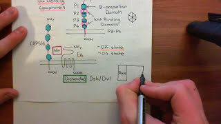 The Wnt  BetaCatenin Pathway Part 3 [upl. by Anitsrihc]