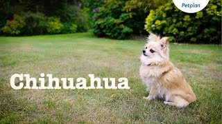 Chihuahua Dogs and Puppies Lifespan Temperament amp Facts  Petplan [upl. by Trefor]