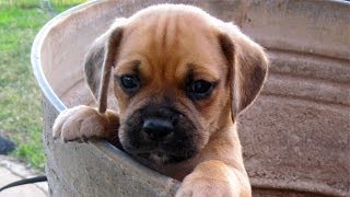 60 Seconds Of Cute Puggle Puppies [upl. by Enram]