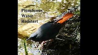 Plumbeous Water Redstart bird video [upl. by Ahsial584]