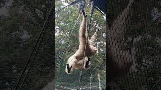 WHITE HANDED GIBBON [upl. by Farlie]