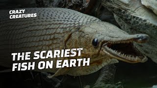 Alligator Gar Are Monstrous Fish [upl. by Elison]