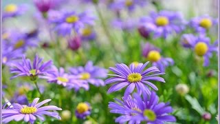 Hanging baskets flowers  Brachycome iberidifolia Swan River Daisy брахикоме [upl. by Norean507]