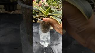 Great tip for growing orchids without watering orchid plants [upl. by Offen286]