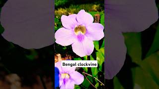 Thunbergia Grandiflora popularly known as the Bengal Clockvine [upl. by Lusa]