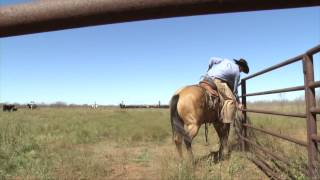 Muleshoe Ranch  2014 ZoetisAQHA Best Remuda Winner [upl. by Lodhia]