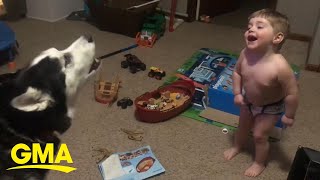 Toddler laughs as he and husky howl together l GMA Digital [upl. by Jacie]