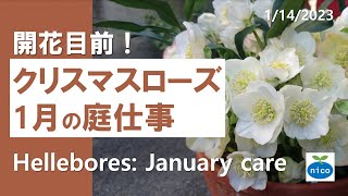 クリスマスローズ｜1月にやること｜Hellebores January care [upl. by Revart]