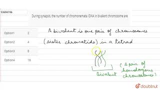 During synapsis the number of chromonemata DNA in bivalent chromosome are [upl. by Nilson]