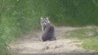 Felis silvestris silvestris \ Big Wild Cat [upl. by Weston]