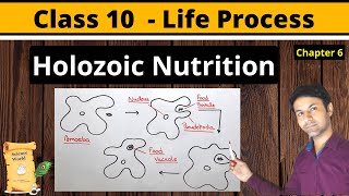 Holozoic Nutrition  What is holozoic nutrition  holozoic nutrition in amoeba  Class 10 Science [upl. by Nortad23]