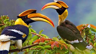 Cute Hornbill fly to ripe near home hornbill [upl. by Sisak465]