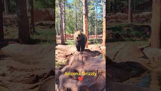 Arizona Grizzly Bear [upl. by Welcome126]