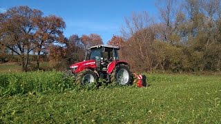 Bio Betrieb Fam Schoditsch  Zwischenfrüchte mulchen  Massey Ferguson Tehnos [upl. by Ailssa]