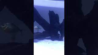 Piranha fish tank update piranha fish tank setup short shorts [upl. by Eornom]