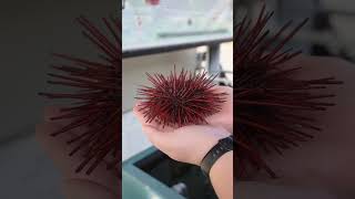 Red Sea Urchin Reproductive Strategy  Telonicher Marine Lab seaurchin uni echinodermata [upl. by Zia]