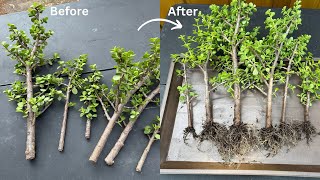 How To Propagate Elephant Bush Portulacaria Afra From Cuttings [upl. by Lunt]