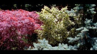 How to grow Euonymus  Gardening 101 by Dr Greenthumb [upl. by Ark]