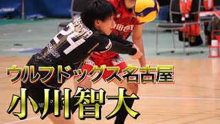 【Vリーグ男子注目選手】ウルフドッグス名古屋の守護神、小川智大選手が上手すぎる！ [upl. by Ivo455]