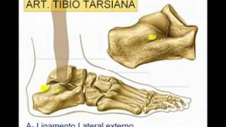 Articulacion del Tobillo Diagnostico x [upl. by Urbannai883]