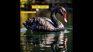 CISNE NEGRO [upl. by Solitta360]