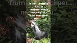 I Piccioni Viaggiatori Messaggeri del Passato curiositàscientifiche youtubeshorts animali [upl. by Nylave]