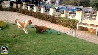 Crazy Monkey Fight With Dogs [upl. by Sclar]