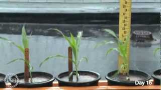 Timelapse Video of Growing Maize Plants [upl. by Britni]