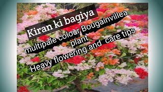 Multicolour Bougainvillea multiplegrafting multicolor bougainvillea gardening [upl. by Koah]