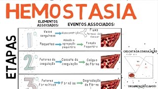 Hemostasia Coagulação do Sangue [upl. by Narahs]