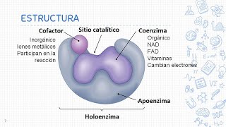 Enzimas de restricción [upl. by Gregor]