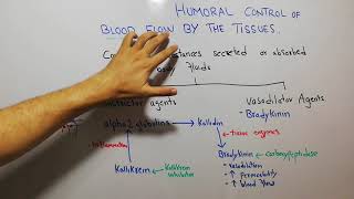 CVS physiology 111 Bradykinin kallikrein kinin and kallidin system vasodilator agents [upl. by Arissa627]