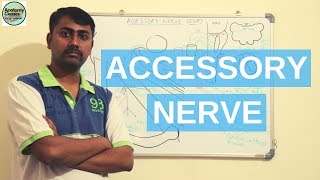 Accessory Nerve XI Cranial Nerve [upl. by Anavi]