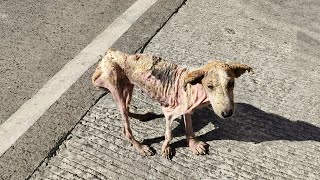 Got Shooed Away Due To Sarcoptic Mange She Ran With A Leg Is Fractured And Another One Is Swollen [upl. by Etnecniv]