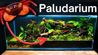 I Made a Paludarium for Vampire Crabs Here’s How [upl. by Marvin]