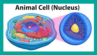 nucleus  cell biology neet  nucleus structure [upl. by Mei911]