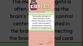 🧠 This Brain Part Runs Your Life on Autopilot—Do You Know Which One mededtrivia quiz triviamania [upl. by Hannahc]