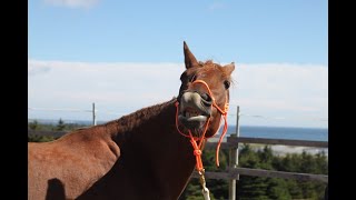 Pferde verstehen lernen mit dem Schnupperkurs Horsemanship und Pferdekommunikation [upl. by Alikam]