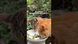 The benefits of eating freezedried cat grass pellets for cats 1 Gentle hair removal 2 Teeth [upl. by Goeger]