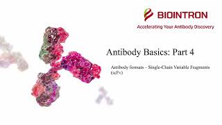 Antibody Basics Part 4  Antibody Formats SingleChain Variable Fragments scFv [upl. by Queridas]