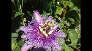 Passion Flower Identification Tincture amp Tea Preparation [upl. by Orteip]