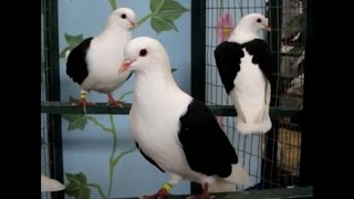 Fancy Pigeon Breeds T Rassetauben in Englisch mit T [upl. by Elamaj]