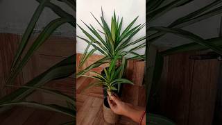 How To Propagate Yucca Plant from cutting 2 Months Growth update [upl. by Notsyrb]