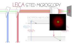 STED Confocal SuperResolution  Leica TCS SP8 STED 3X [upl. by Gianni]