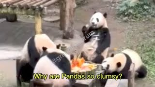 Why are Pandas So Clumsy [upl. by Missak617]