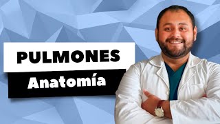 ANATOMÍA DE LOS PULMONES [upl. by Caton136]